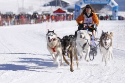 Lenk 2013